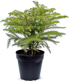 Live Norfolk Island Pine, Christmas Tree, Star Pine, Office Gift, Housewarming Gift, Thank You Gift, Air Purifying Plant, Birthday Gift, Office Gift in 4" Pot