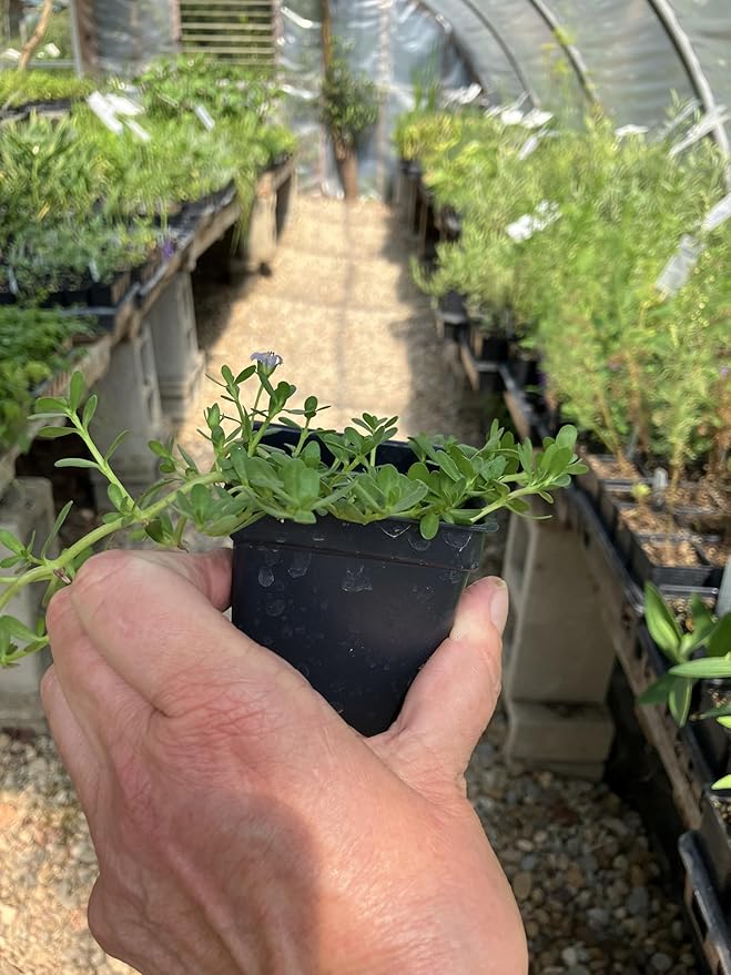 Bacopa monnieri Water Hyssop Brahmi Live Plant - 2.5 inch Pot