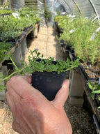 Bacopa monnieri Water Hyssop Brahmi Live Plant - 2.5 inch Pot