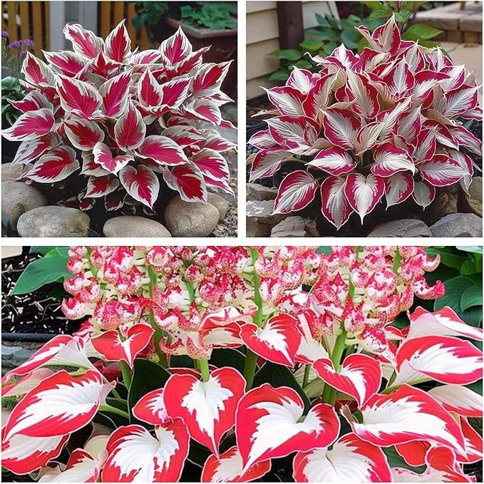 Indoor or Outdoor Hosta for Planting Magical Hardy Balcony Rare Species Ornamental Value - 4 Bulbs