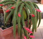 4" Rat Tail Cactus Rare Live Cactus Succulent Fully Rooted-Aporocactus Flagelliformis Live Plant. Easy to Grown Indoor/Outdoor.