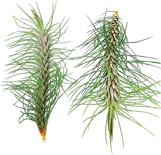 ragnaroc Air Plants - Colombian Tillandsia Funckiana, Large 5" - 2ct - Live Arrival Guaranteed - House Plants for Home Decor & Gift