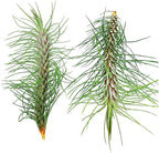 ragnaroc Air Plants - Colombian Tillandsia Funckiana, Large 5" - 2ct - Live Arrival Guaranteed - House Plants for Home Decor & Gift