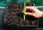 Dibby Seed Sowing Garden Tool Dibber Planter Transplanter – Sow Seeds at the Right Depth – Easily Transplant Delicate Seedlings (Little Dibby) Green