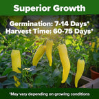 HOME GROWN Sweet Banana Pepper Seeds 188+ Heirloom Non-GMO Seeds for Planting, High Germination, Mild Yellow Sweet Peppers, Prolific Garden Crop, Perfect for Pickling & Salads (Capsicum annuum)