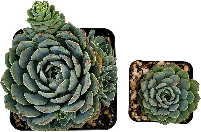 Fat Plants San Diego Live Echeveria Hybrid Succulent Plant (4 inch, Minima)