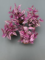 Pink Wandering Jew Live Plant - Tradescantia Pink Paradise, Vibrant Foliage Indoor Houseplant, Air Purifier, Easy to Grow for Home and Office