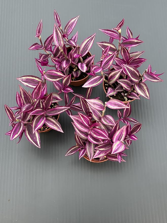 Pink Wandering Jew Live Plant - Tradescantia Pink Paradise, Vibrant Foliage Indoor Houseplant, Air Purifier, Easy to Grow for Home and Office