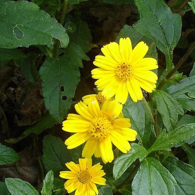 Chalily Water Zinnia, a Great Live Pond Plant for Your Water Garden. Filters The koi and Goldfish Pond. Good for Bogs, Plant Shelf or Shallow Water This marginal Aquatic is a Real Beauty