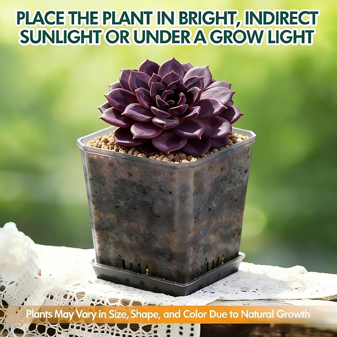 Live Succulent Plant – Echeveria Black Mamba with Mini Gardening Tools – Small Easy Care Houseplant for Indoor & Outdoor, Complete Plant Care Kit