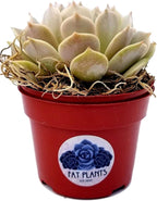 Fat Plants San Diego Live Echeveria Succulent Plant in a 4 inch Plastic Growers Pot (4 inch, lola)