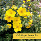 6 Goldfinger Potentilla – Compact Flowering Shrub with Golden Blooms for Borders, Accents & Containers (Potentilla fruticosa ‘Goldfinger’) in 3.5” Cubes, Live Plants