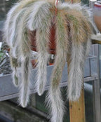 4” Monkey Tail Cactus-(Cleistocactus Colademononis) -Easy to Grow Indoors/Outdoors, Indirect Sunlight. Well Drained Soil.
