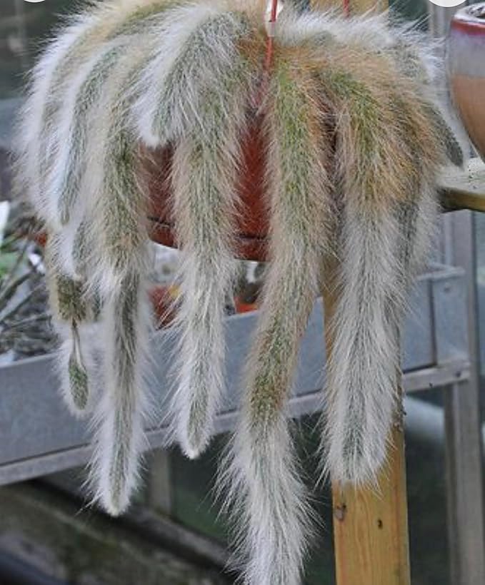 4” Monkey Tail Cactus-(Cleistocactus Colademononis) -Easy to Grow Indoors/Outdoors, Indirect Sunlight. Well Drained Soil.