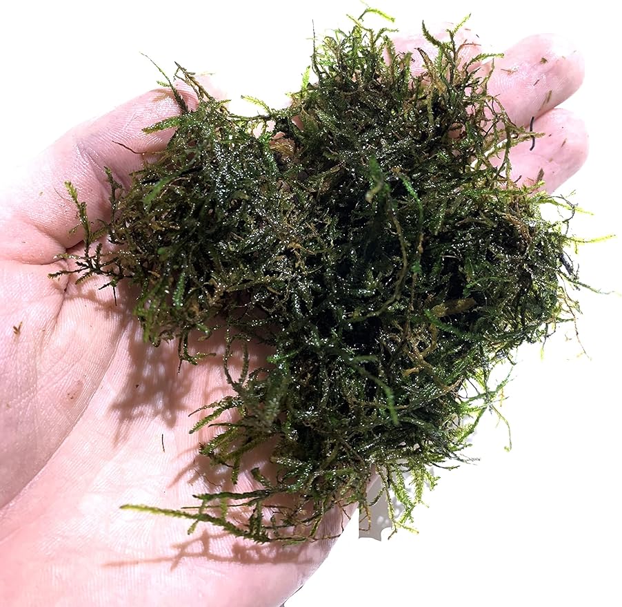 Marcus Fish Tanks Java Moss Freshwater Aquarium Plants Java Moss Live Plant for Aquarium