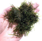 Marcus Fish Tanks Java Moss Freshwater Aquarium Plants Java Moss Live Plant for Aquarium