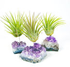 Set of 3 Mini Amethyst Crystal Air Plant Holders – Includes Healthy Tillandsia, Ready-to-Gift Home Décor for Women, Birthdays and Housewarming