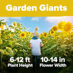 HOME GROWN Sunflower Seeds to Plant | 520+ Giant Mammoth Sunflower Seeds for Planting Bulk Packet | Heirloom, High Germination, Easy to Grow Jumbo Sun Flower for Home Garden(Helianthus annuus)