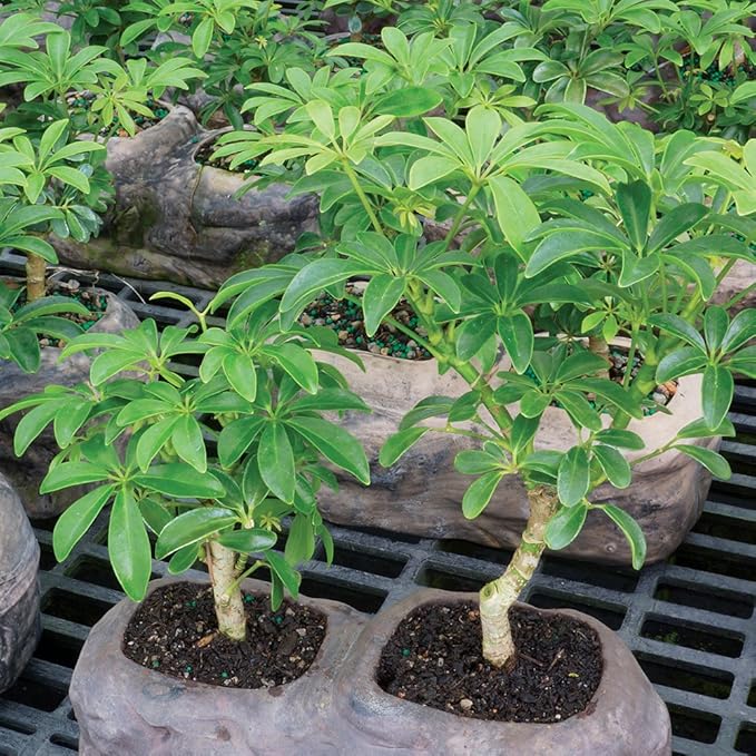 Brussel's Live Dwarf Hawaiian Umbrella Indoor Bonsai Tree on Double Rock - 3 Years Old; 6" to 10" Tall with Decorative Container, Humidity Tray & Deco Rock