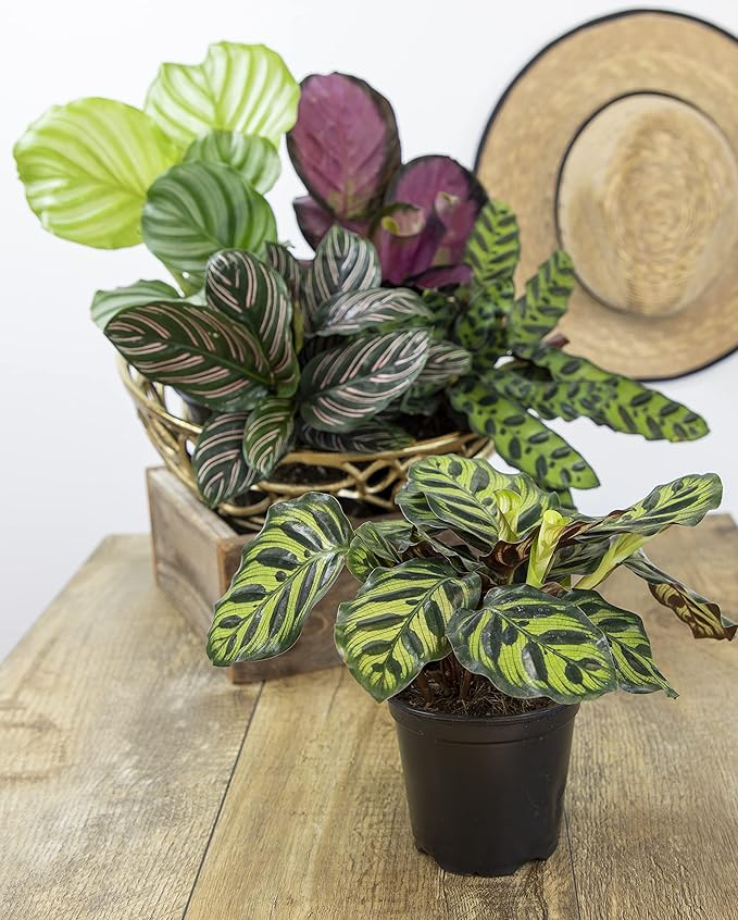 Calathea Plant Live Prayer Plant Live Indoor Plant, Calathea Live Plant Live House Plant Live Plants Indoor, Live Houseplants Live Prayer Plants Live House Plants by Plants for Pets, Black