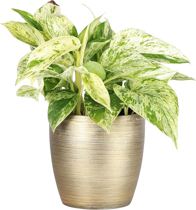 Thorsen's Greenhouse Marble Queen Pothos, Live Indoor Plant, Easy to Grow, Rare Variegated Houseplant, Natural Air Purifier, 4-inch Diameter Pot (Gold)