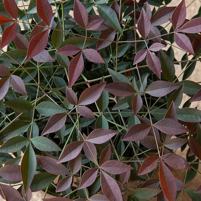 Flirt Nandina (1.5 Gallon) Low-Growing Multicolor Evergreen Shrub with Red New Growth - Part Shade Live Outdoor Plant - Southern Living Plants