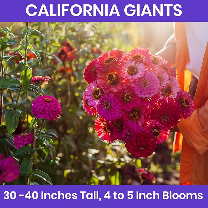 NatureZ Edge Zinnia Seeds for 2026 Planting Outdoors, Over 8250 Flower Seeds, 2 Oz, Non GMO Made in USA, Bulk Semillas De Flores para Sembrar, California Giants, Easy to Grow Zinnia Seed Mix