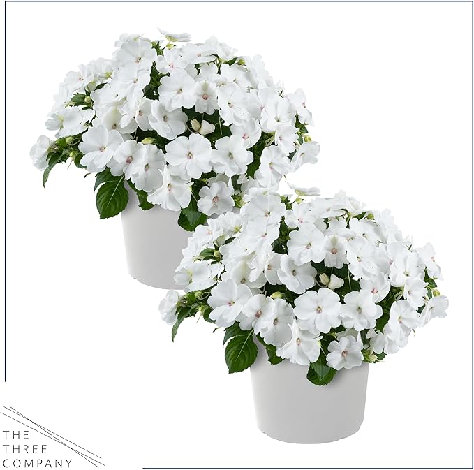 Live Flowering New Guinea Impatiens - White (2 Plants Per Pack), Beautiful Shade Flowers, 12" Tall by 5" Wide in 1 Qt Pot