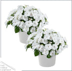 Live Flowering New Guinea Impatiens - White (2 Plants Per Pack), Beautiful Shade Flowers, 12" Tall by 5" Wide in 1 Qt Pot