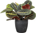 Thorsen's Greenhouse Red Prayer Plant, Live Indoor Plant, Pet Friendly, Popular Houseplant, Red Maranta, Easy to Grow, 4" Diameter Pot (Brushed Silver)