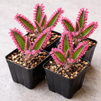 4 Pack Pink Mother of Millions Live Plant 2 Inch Pot Kalanchoe Delagoensis Starter Succulent Easy Care Indoor Outdoor Houseplant Fast Growing Self Propagating Unique Gift Rare Succulent Plant