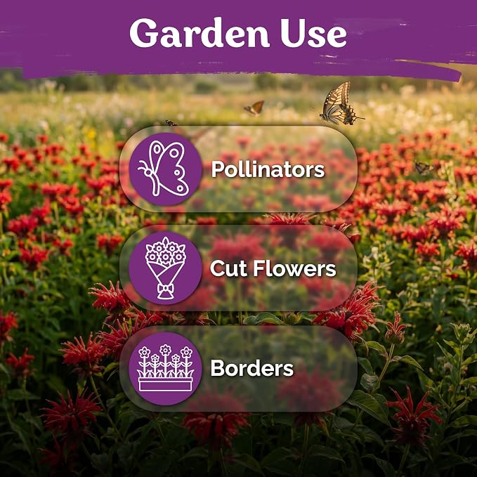 KVITER 100 Red Bee Balm Seeds Perennial (Monarda Didyma) – Wild Bergamot, Pollinator Magnet, Heirloom & Non GMO – Perennial Flower Seeds to Plant Outside, Perfect for Butterfly Gardens & Borders