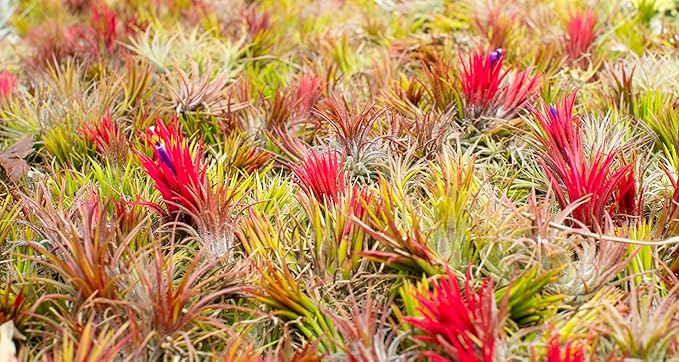 Air Plants - Tillandsia Ionantha - Organically Enhanced Color - Live Arrival Guaranteed - House Plants for Home Decor & Gift (9 pk Combo, 3pk Blue Bell + 6pk Mix)