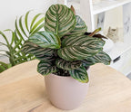 Altman Plants, Classic Houseplant Collection (4PK) Live Plants Indoor Plants Live Houseplants in Plant Pots, Easy House Plants Indoors Live, Snake Plant, Pothos in Potting Soil, Clean Air Plants