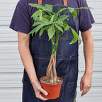 Money Tree 'Guiana Chestnut' Pachira Braid | Live Plant for Indoor & Outdoor | for Living Room, Office, Bathroom | (6" Pot)
