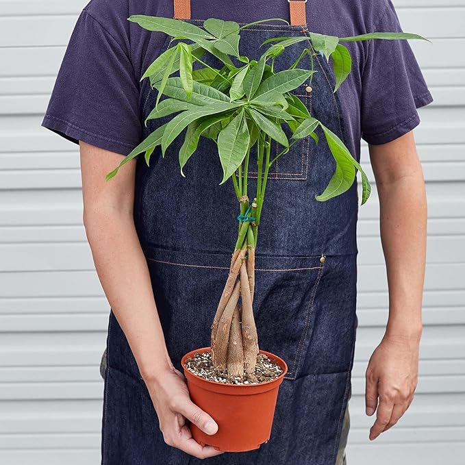 Money Tree 'Guiana Chestnut' Pachira Braid | Live Plant for Indoor & Outdoor | for Living Room, Office, Bathroom | (6" Pot)