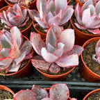 4" Live Succulent Plants Echeveria Afterglow, Easy Care Potted Succulents, Indoor Houseplant, Unique Gifts, Home Office Décor