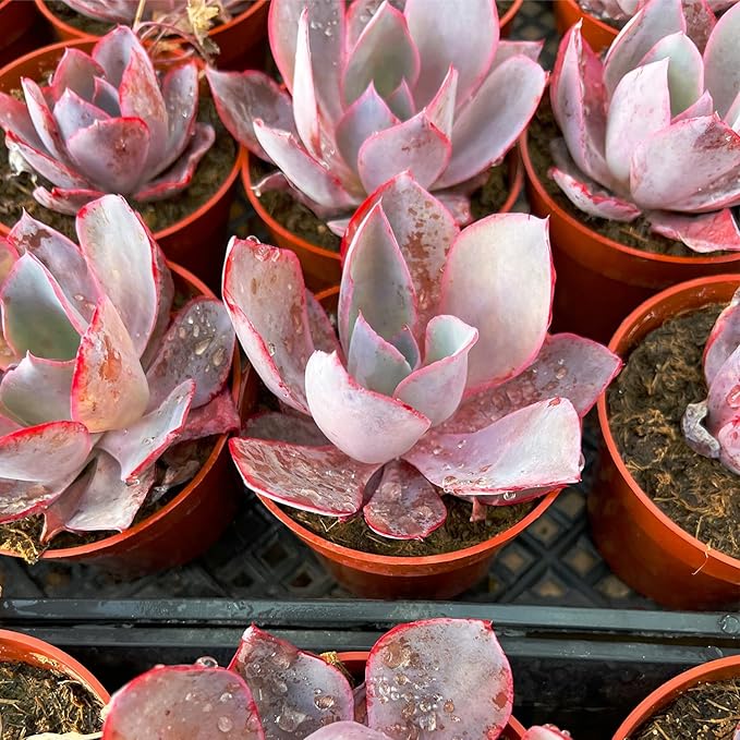 4" Live Succulent Plants Echeveria Afterglow, Easy Care Potted Succulents, Indoor Houseplant, Unique Gifts, Home Office Décor