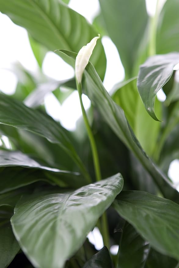 KaBloom - Large Purifying Peace Lily in 6" Pot - Fresh Flowers for Birthday, Valentine's & Mother's Day
