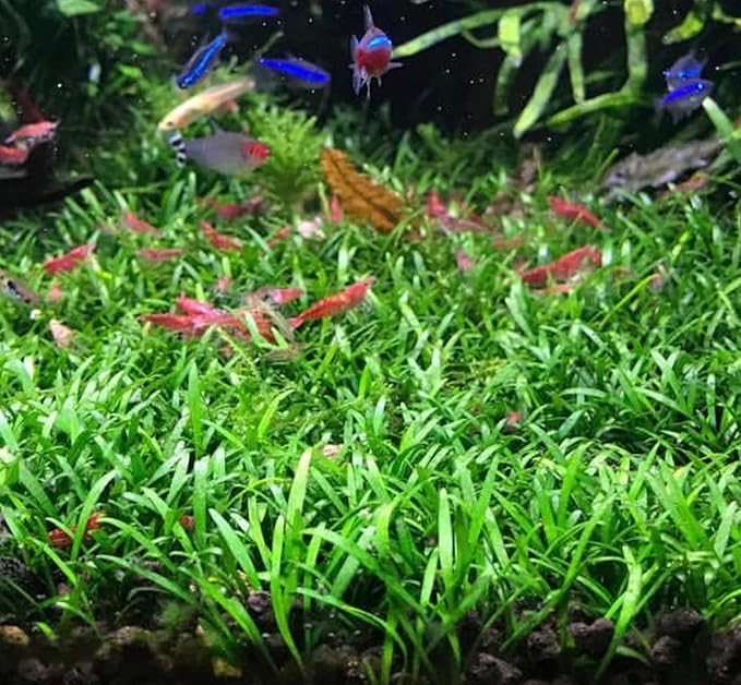 3X Cryptocoryne Parva Easy Live Aquarium Plants for Aquatic Freshwater Fish Tank