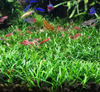 3X Cryptocoryne Parva Easy Live Aquarium Plants for Aquatic Freshwater Fish Tank