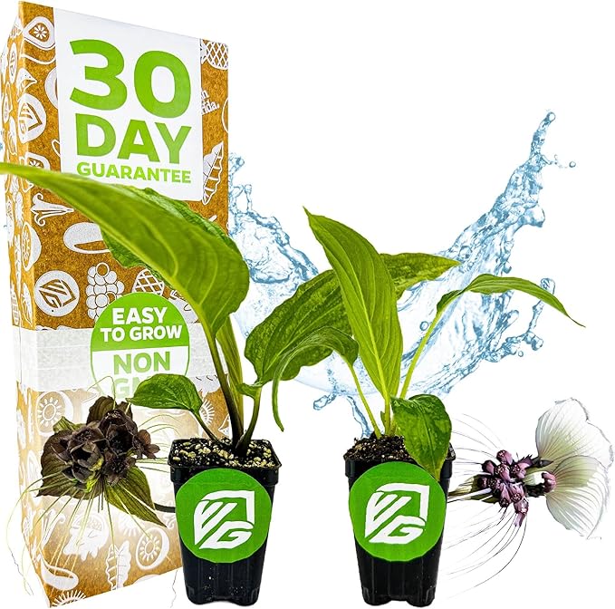 Elegant Tacca Integrifolia & Tacca Chantrieri by Wellspring Gardens - White Bat & Black Bat Flower Live Plants - Rare & Exotic Live Plants Bundle | Indoor/Outdoor Houseplants for Home and Garden
