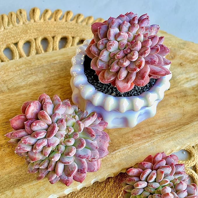 FWPP Succulents Plants Live Echeveria ‘Pink Jenny’,Mini Succulents Red 3 inches Mini Succulents,Bare Root Without Pot,Succulent Plant Live Decoration Plant Gifts