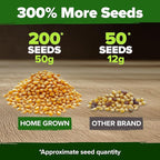 HOME GROWN Golden Bantam Sweet Corn Seeds 200+ Heirloom Non-GMO Seeds for Planting, High Germination, Yellow Kernel Corn on the Cob, Early Summer Harvest, Easy to Grow Home Garden Crop (Zea mays)