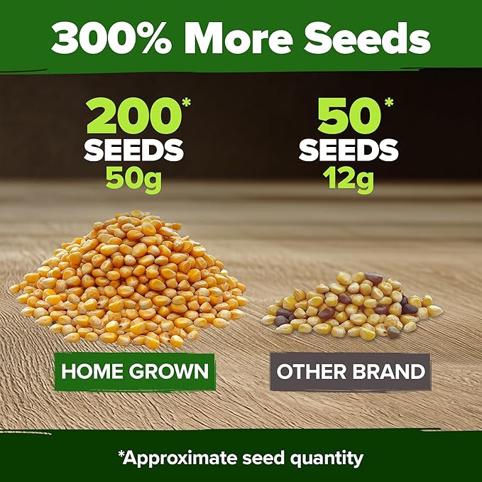 HOME GROWN Golden Bantam Sweet Corn Seeds 200+ Heirloom Non-GMO Seeds for Planting, High Germination, Yellow Kernel Corn on the Cob, Early Summer Harvest, Easy to Grow Home Garden Crop (Zea mays)