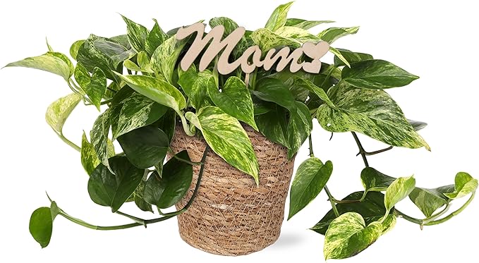 Green Circle Growers 5" Pothos in a Seagrass Pot with Mom Pick, Live Indoor Plant, House Plant