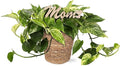 Green Circle Growers 5" Pothos in a Seagrass Pot with Mom Pick, Live Indoor Plant, House Plant