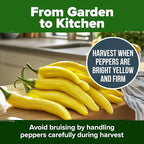 HOME GROWN Sweet Banana Pepper Seeds 188+ Heirloom Non-GMO Seeds for Planting, High Germination, Mild Yellow Sweet Peppers, Prolific Garden Crop, Perfect for Pickling & Salads (Capsicum annuum)