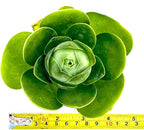 One Greenovia Mix - Mountain Rose - Live Exotic Succulent Plant - Sold Individually (Large)