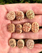 Pack of 3 Live Lithops Dorotheae Mix Exotic Living Stone Plant (Small)